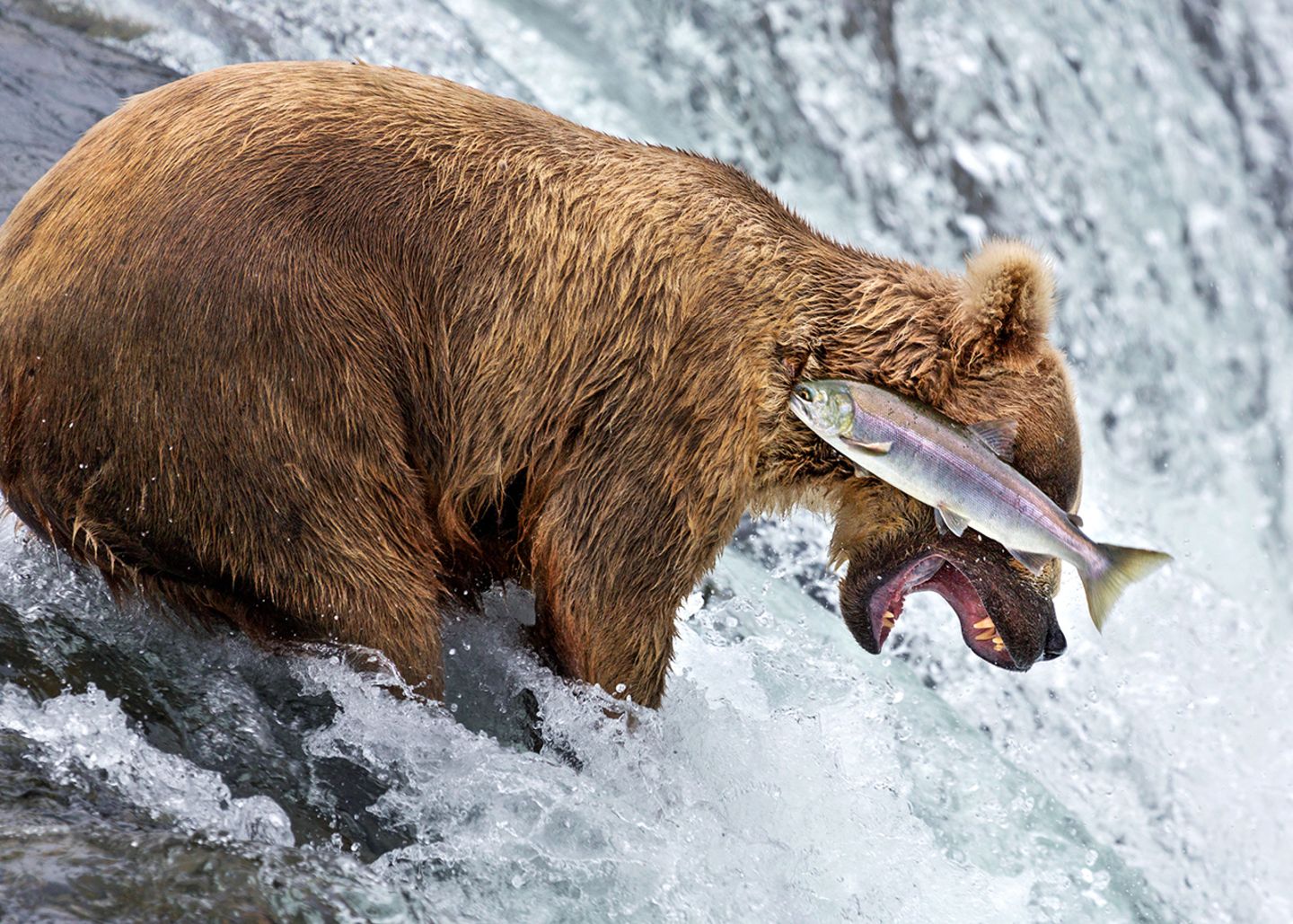 Comedy Wildlife Photography Awards