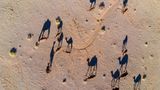 Kamele werfen lange Schatten