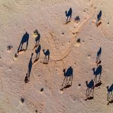 Kamele werfen lange Schatten