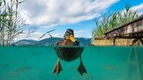 Ente, Splitaufnahme