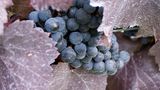 Cabernet Sauvignon, Deutschland
