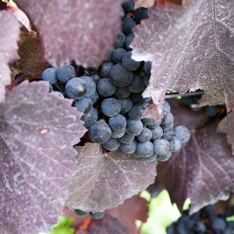 Cabernet Sauvignon, Deutschland