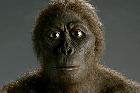 Australopithecus africanus