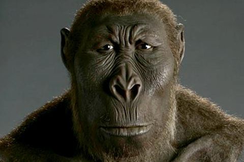 Paranthropus boisei
