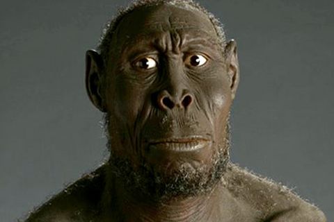 Homo rudolfensis