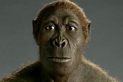 Homo habilis