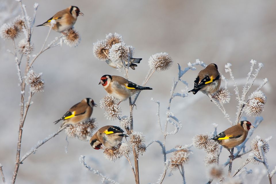 Stunde der Wintervögel 2021 [GEOLINO]