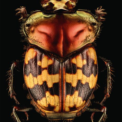 Blatthornkäfer