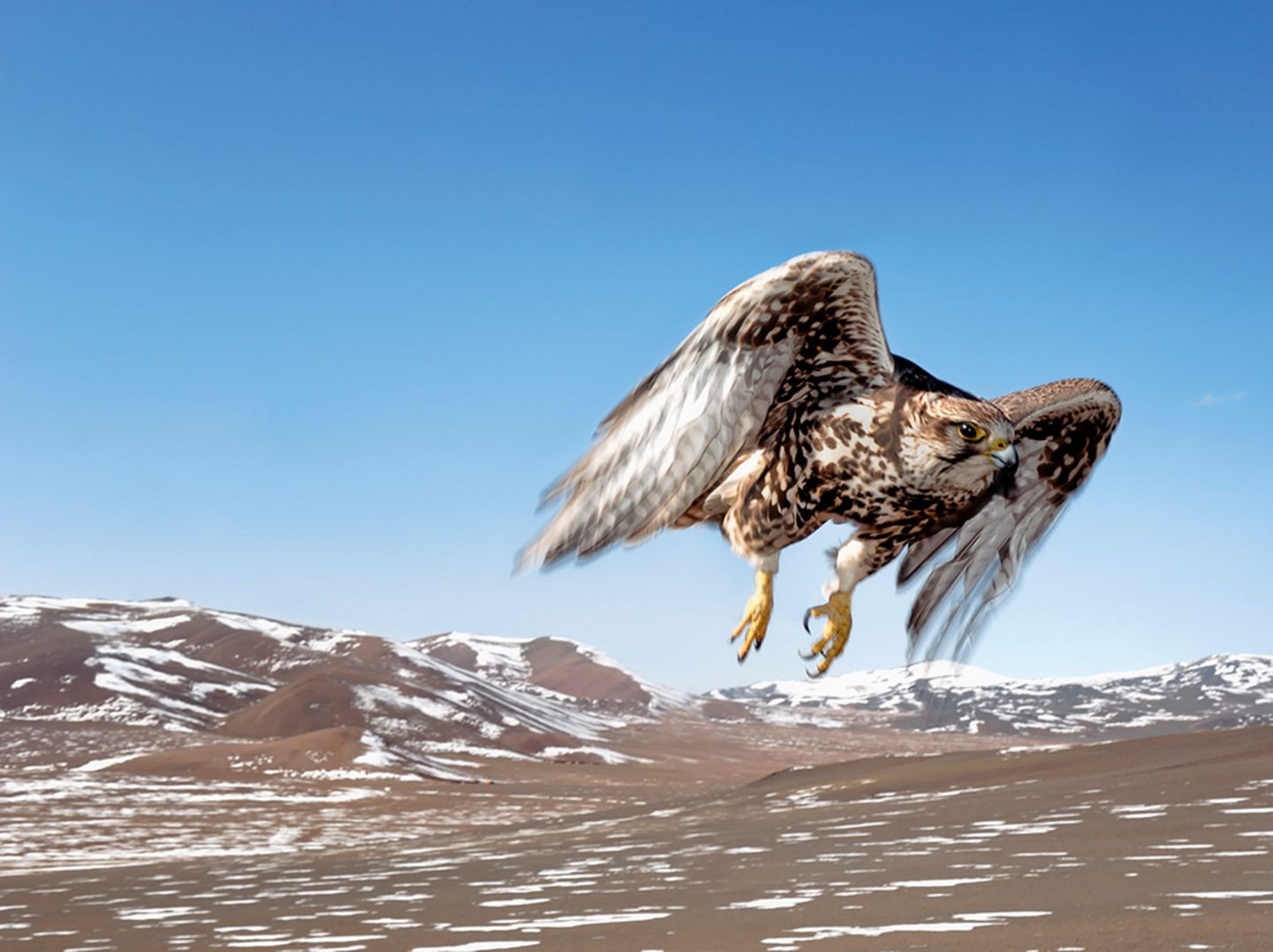 Saker falcon, Deloun Highlands, Olgii Province,  Mongolia, 2009
