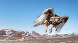 Saker falcon, Deloun Highlands, Olgii Province,  Mongolia, 2009