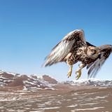 Saker falcon, Deloun Highlands, Olgii Province,  Mongolia, 2009