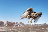 Saker falcon, Deloun Highlands, Olgii Province,  Mongolia, 2009