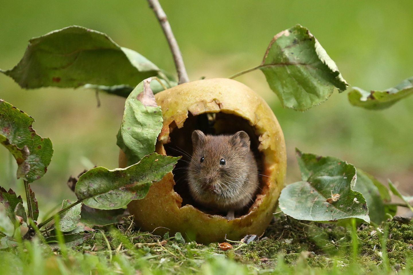 Rötelmaus im Apfel