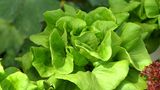 Vitamin E in Salat und Blattgemüse