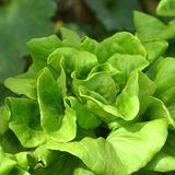 Vitamin E in Salat und Blattgemüse