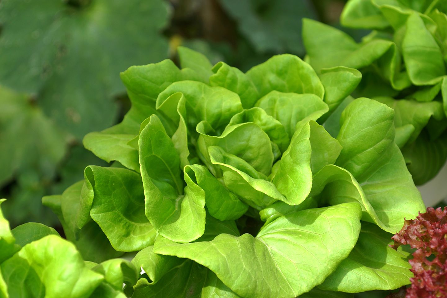 Vitamin E in Salat und Blattgemüse