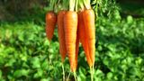 Vitamine A: Möhren, Grünkohl und Obst