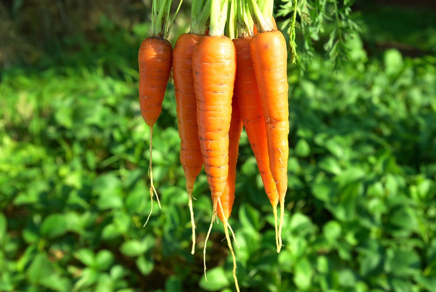 Vitamine A: Möhren, Grünkohl und Obst