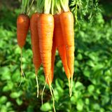 Vitamine A: Möhren, Grünkohl und Obst