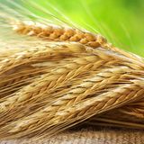 Biotin: Getreide, Leber, Hefe und Tomaten