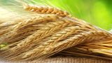 Biotin: Getreide, Leber, Hefe und Tomaten