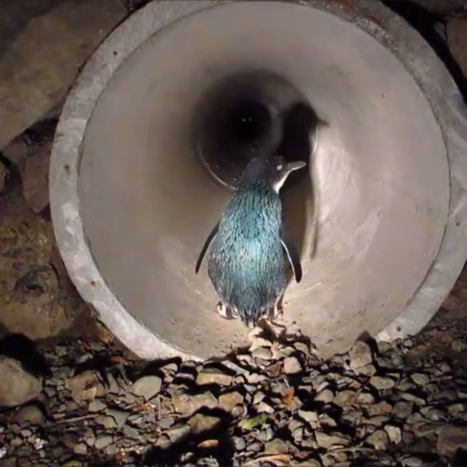 Pinguin in einem Tunnel