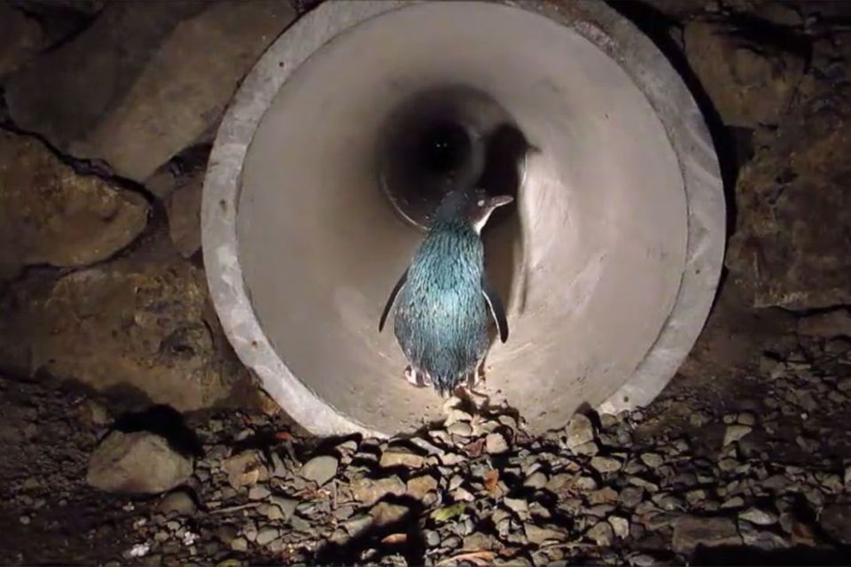 Pinguin in einem Tunnel