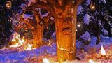 Waldweihnacht Schweinhütt