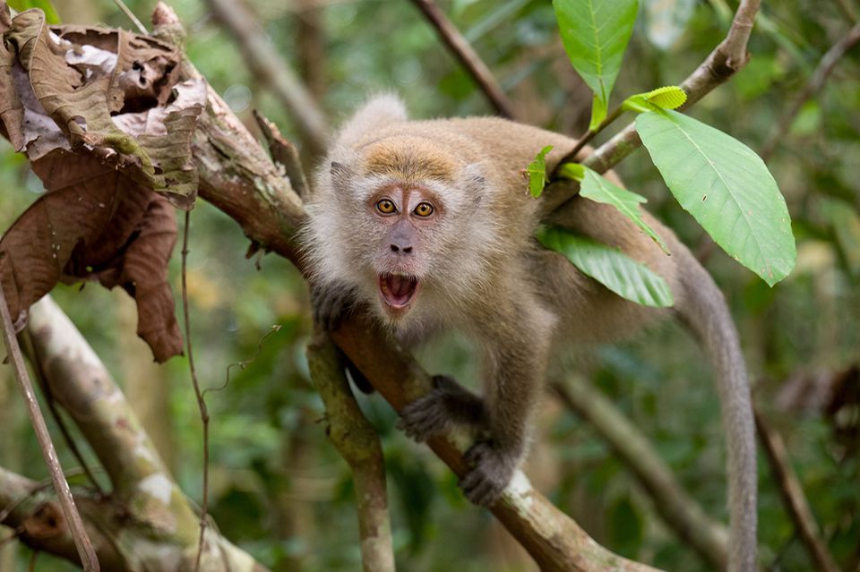 Javaneraffe