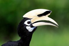 Orienthornvogel