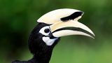 Orienthornvogel