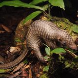 Malaiisches Schuppentier