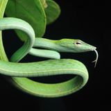 Grüne Peitschennatter (Ahaetulla prasina)