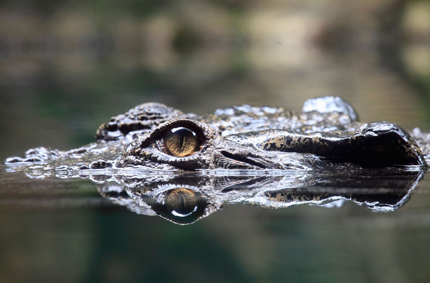 Leistenkrokodile