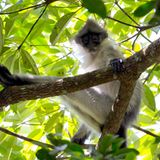 Bindenlangur