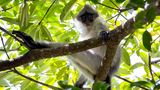 Bindenlangur