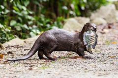 Indische Fischotter