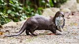 Indische Fischotter