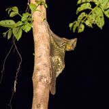 Malaien-Gleitflieger