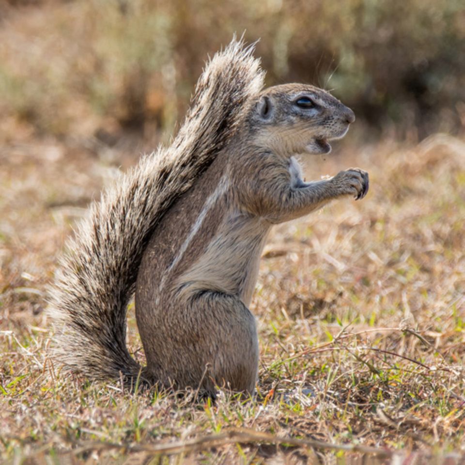Afrikanisches Kap-Borstenhörnchen