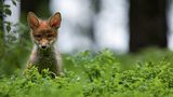 DIe kleine Sophie sitzt auf einer Waldlichtung