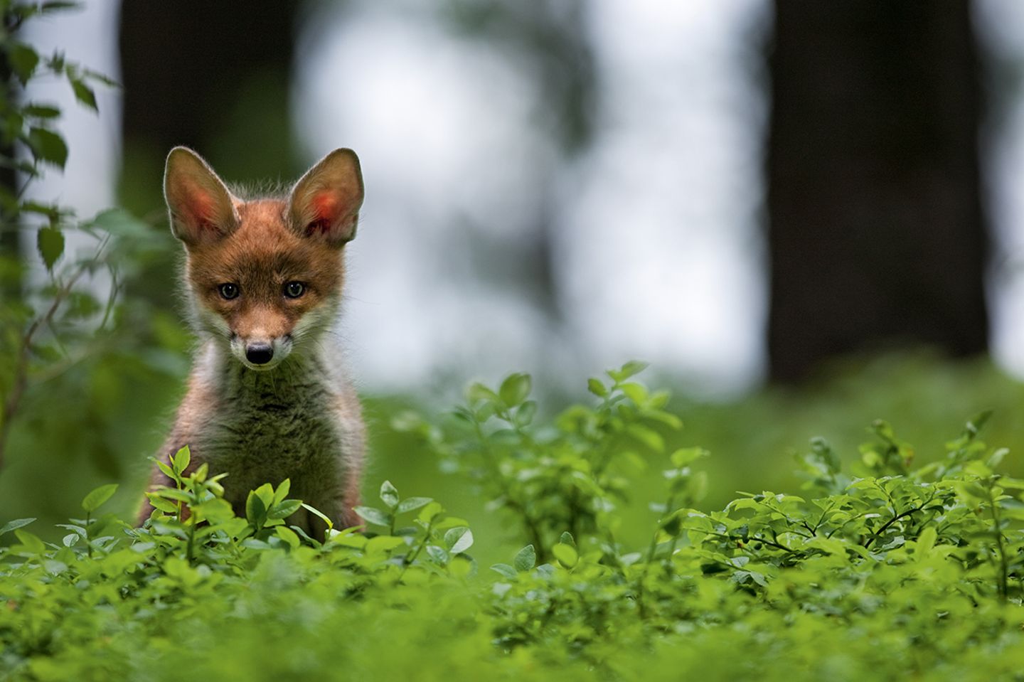 DIe kleine Sophie sitzt auf einer Waldlichtung