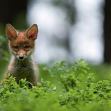 DIe kleine Sophie sitzt auf einer Waldlichtung