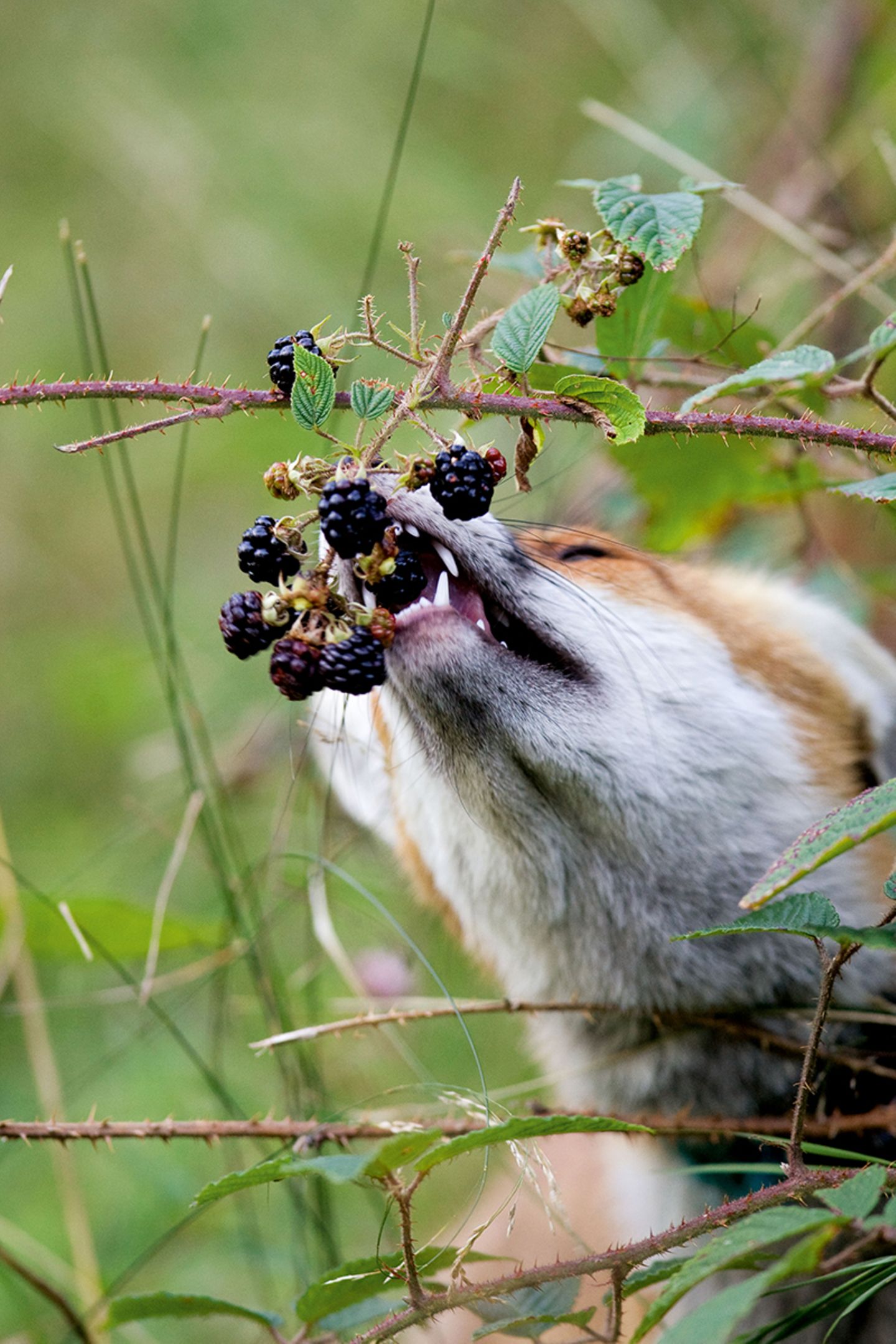 Fuchs frisst Beeren von einem Strauch