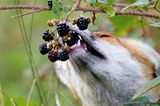 Fuchs frisst Beeren von einem Strauch
