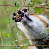 Fuchs frisst Beeren von einem Strauch
