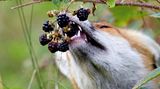 Fuchs frisst Beeren von einem Strauch