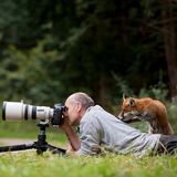 Fuchs steht auf dem Rücken des Fotografen