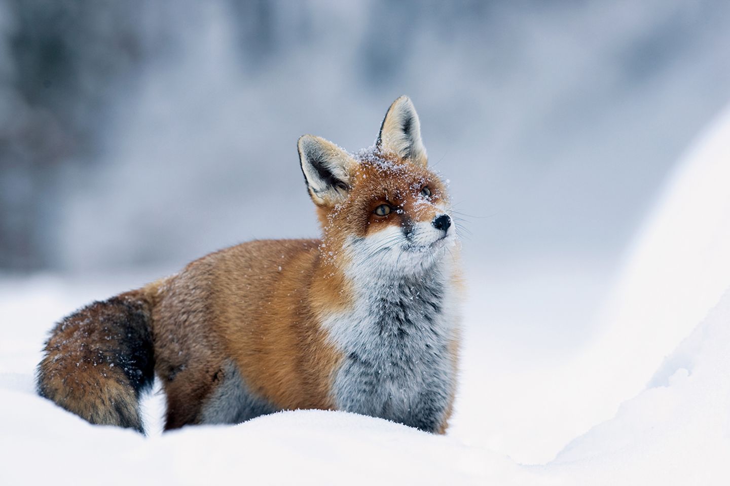 Fähe steht aufmerksam im Schnee
