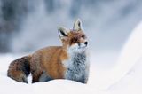 Fähe steht aufmerksam im Schnee